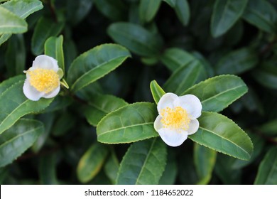 Japanese Green Tea Flower