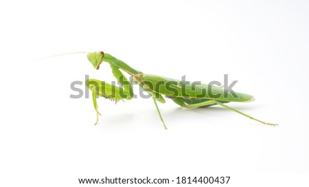 Japanese Harabiro mantis on a white background