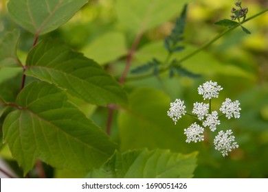 Hedge Parsley Images Stock Photos Vectors Shutterstock