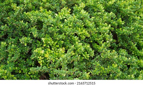 Japanese Holly or Box-leaved holly.
				
				It's a evergreen shrub or small tree going of 3-5m. The leaves are glossy.