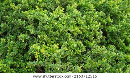Japanese Holly or Box-leaved holly.

It's a evergreen shrub or small tree going of 3-5m. The leaves are glossy.