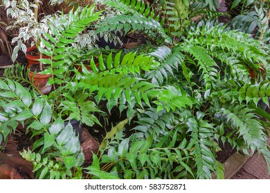 Holly Fern High Res Stock Images Shutterstock