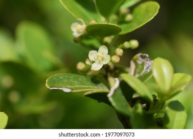 2,093 Japanese holly Images, Stock Photos & Vectors | Shutterstock