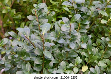 Japanese holly  (Ilex Crenata Caroline Upright) winter hardy and evergreen hedge plant that is resistant to the boxwood moth and boxwood caterpillar