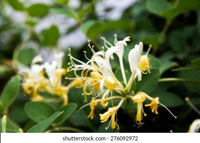 Japanese Honeysuckle