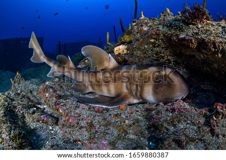 Japanese Horned Bullhead Shark Sleeping on Reefs Underwater in Chiba, Japan