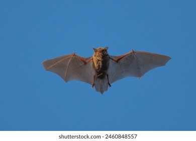 A Japanese House Bat, known as Japanese pipistrelle, (Pipistrellus abramus) starts hunting for small flying insects before dark.  - Powered by Shutterstock