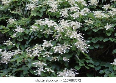 Japanese Hydrangea Vine