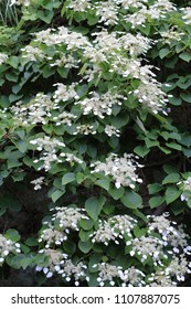 Japanese Hydrangea Vine