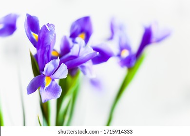 Japanese iris, flowers over blurred white background, macro photo with selective focus. Iris Laevigata