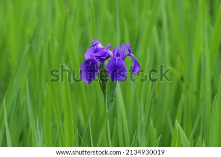Japanese iris of Ota Shrine