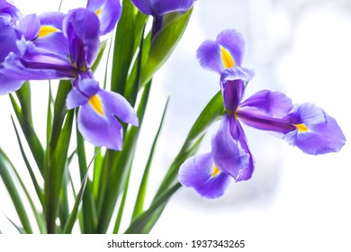 Japanese irises over blurred background, close up photo with soft focus. Iris Laevigata