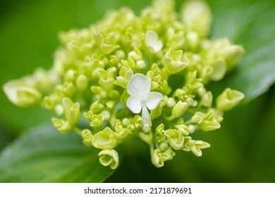 Japanese June Hydrangea, Greenish Buds And Single White Petal, Macro Shot, Copy Space Provided