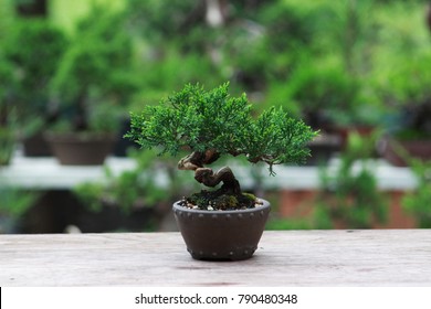 Japanese Juniper Bonsai