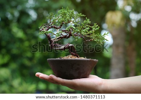 Japanese Juniper Bonsai Tree on Hand, Background in the garden.