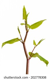 Japanese Knotweed