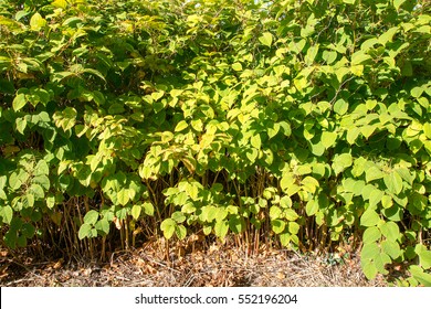 Japanese Knotweed