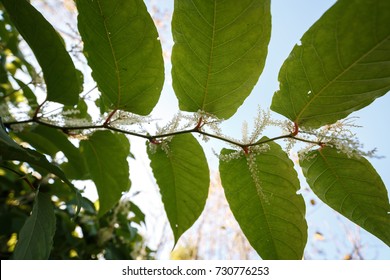 Japanese Knotweed