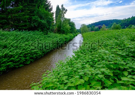 japanese knotweed, Fallopia japonica near a river in lockenhaus in the austrian county burgenland