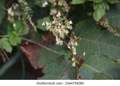 Japanese Knotweed Fruits / Japanese Knotweed (Fallopia Japonica) Young Leaves Are Wild Vegetables And Roots Are Herbal Medicine.