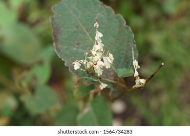 Japanese Knotweed Fruits / Japanese Knotweed (Fallopia Japonica) Young Leaves Are Wild Vegetables And Roots Are Herbal Medicine.