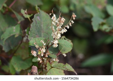 Japanese Knotweed Fruits / Japanese Knotweed (Fallopia Japonica) Young Leaves Are Wild Vegetables And Roots Are Herbal Medicine.