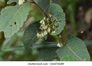 Japanese Knotweed Fruits / Japanese Knotweed (Fallopia Japonica) Young Leaves Are Wild Vegetables And Roots Are Herbal Medicine.