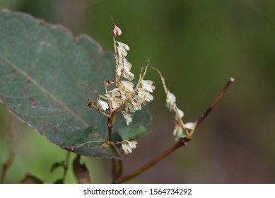 Japanese Knotweed Fruits / Japanese Knotweed (Fallopia Japonica) Young Leaves Are Wild Vegetables And Roots Are Herbal Medicine.