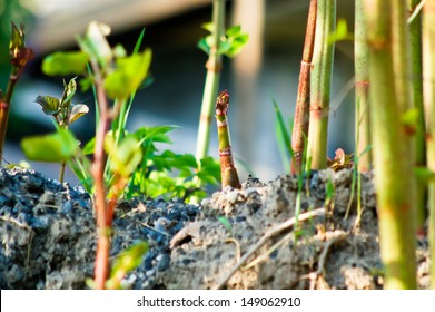 Japanese Knotweed Images Stock Photos Vectors Shutterstock