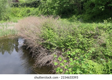 Japanese Knotweed, Plant Of The Polygonaceae Family, City Of Bourges, Cher Department, France