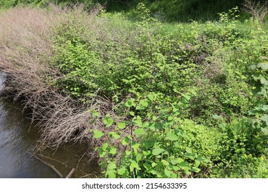 Japanese Knotweed, Plant Of The Polygonaceae Family, City Of Bourges, Cher Department, France