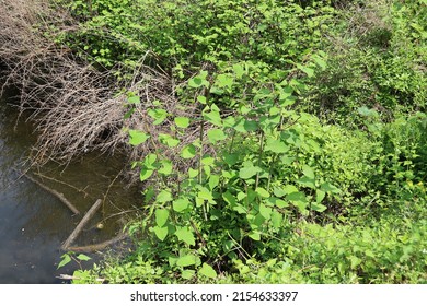 Japanese Knotweed, Plant Of The Polygonaceae Family, City Of Bourges, Cher Department, France