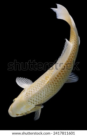 Japanese Koi Carp Fish isolated on black background, top view