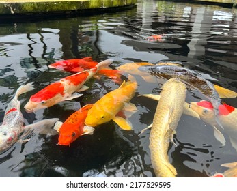 5,484 Koi farm Images, Stock Photos & Vectors | Shutterstock