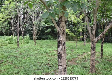 Japanese lacquer (urushi) trees in Okukuji area of Ibaraki Prefecture in Japan