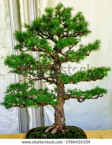 japanese larch bonsai at the flower show