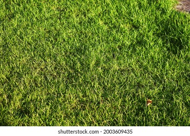 20 448 Japanese Lawn Grass Images Stock Photos Vectors Shutterstock   Japanese Lawn Grass Front House 260nw 2003609435 