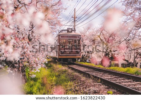 Japanese local train through cherry blossom trees, sakura season, Japan, Kyoto. 