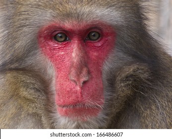 japanese-macaque-260nw-166486607.jpg