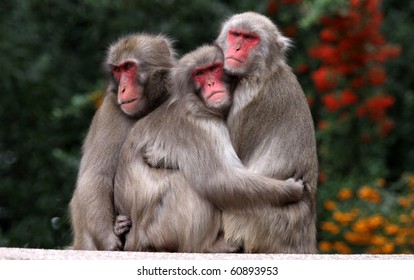 Japanese Macaque