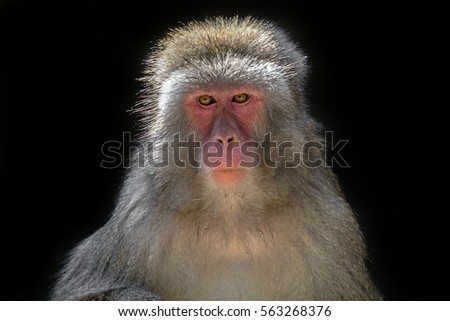 Similar – Image, Stock Photo Berber monkey Circus Zoo