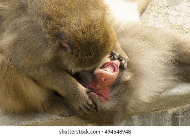 Japanese Macaque Grooming