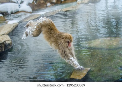 Japanese Macaque In Jump. Macaque Jumps Through A Natural Hot Spring. Winter Season. The Japanese Macaque ( Scientific Name: Macaca Fuscata), Also Known As The Snow Monkey.