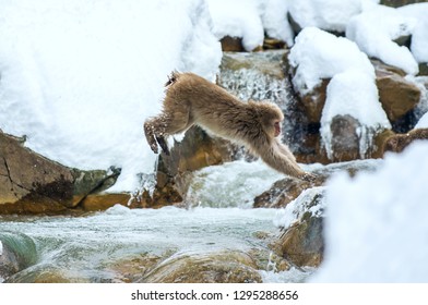 Japanese Macaque In Jump. Macaque Jumps Through A Natural Hot Spring. Winter Season. The Japanese Macaque ( Scientific Name: Macaca Fuscata), Also Known As The Snow Monkey.