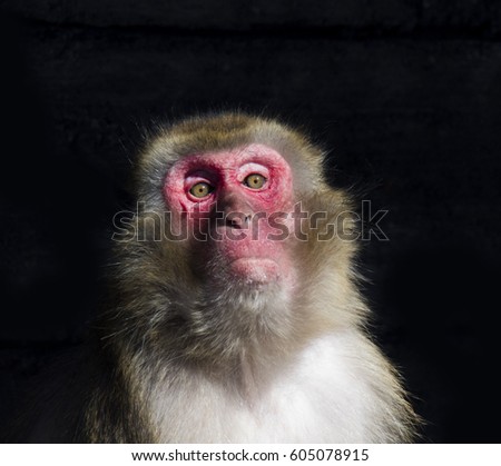 Similar – Image, Stock Photo Berber monkey Circus Zoo