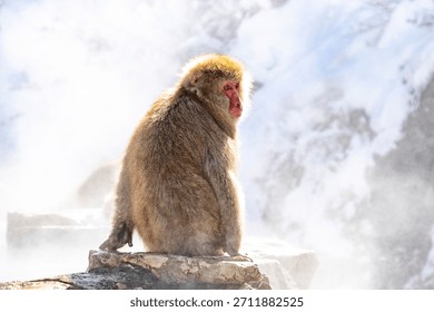 Japanese macaque looking back while sitting on the edge of the hot spring at Jigokudani Monkey Park, Nagano, Japan.