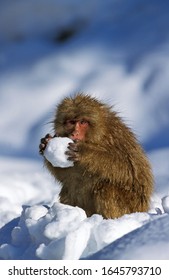 JAPANESE MACAQUE Macaca Fuscata, ADULT PLAYING WITH SNOW BALL, HOKKAIDO ISLAND IN JAPAN  