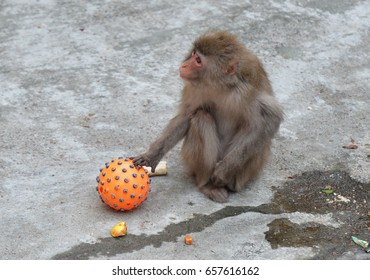 Japanese Macaque (Macaca Fuscata) Baby In Moscow Zoo