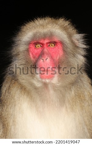 Similar – Image, Stock Photo Berber monkey Circus Zoo