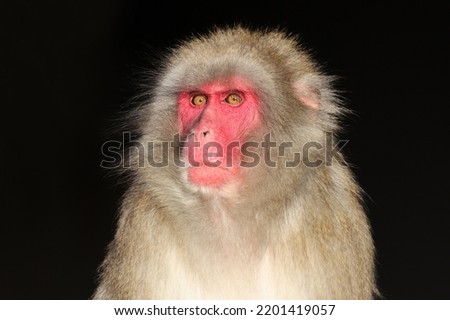 Similar – Image, Stock Photo Berber monkey Circus Zoo